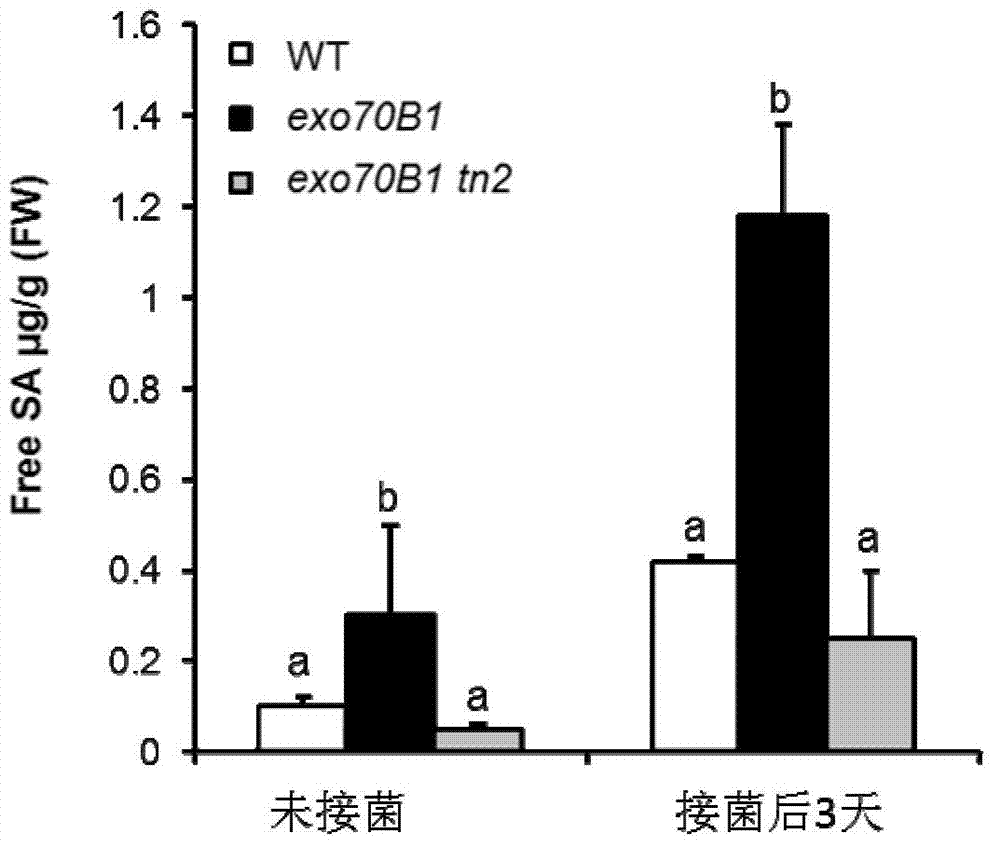 Cloning and application of R gene TN2 for regulating and controlling powdery mildew resistance of plants