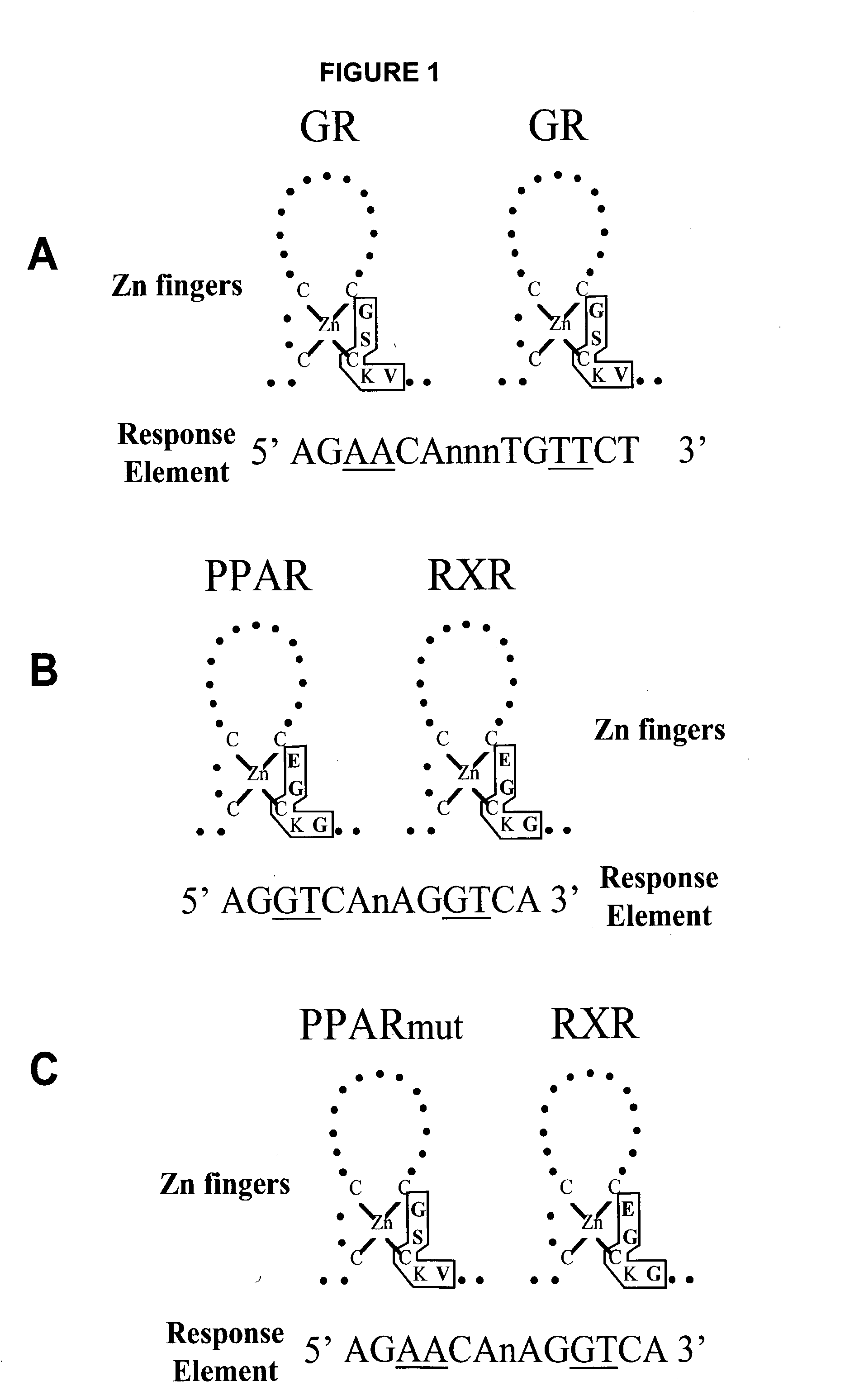 Inducible expression systems employing PPAR transcriptional activators