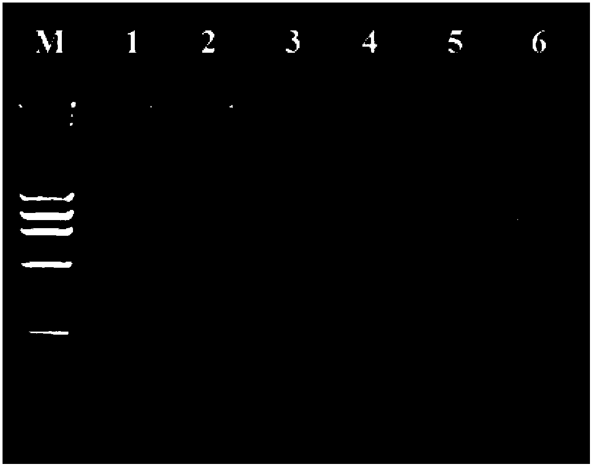 Composite for preservation of human saliva and preparation method thereof