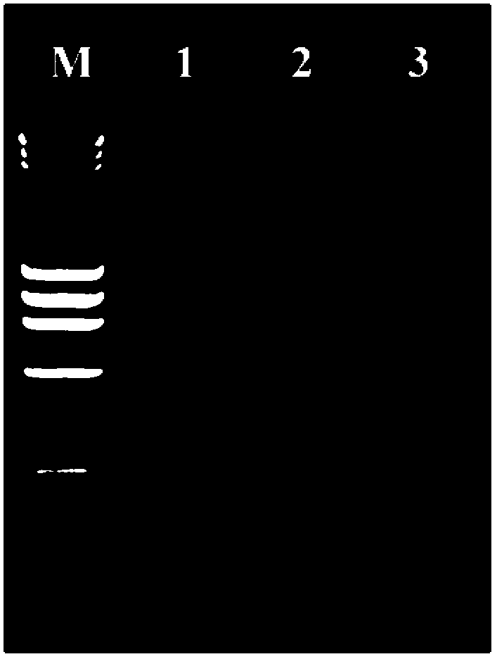 Composite for preservation of human saliva and preparation method thereof