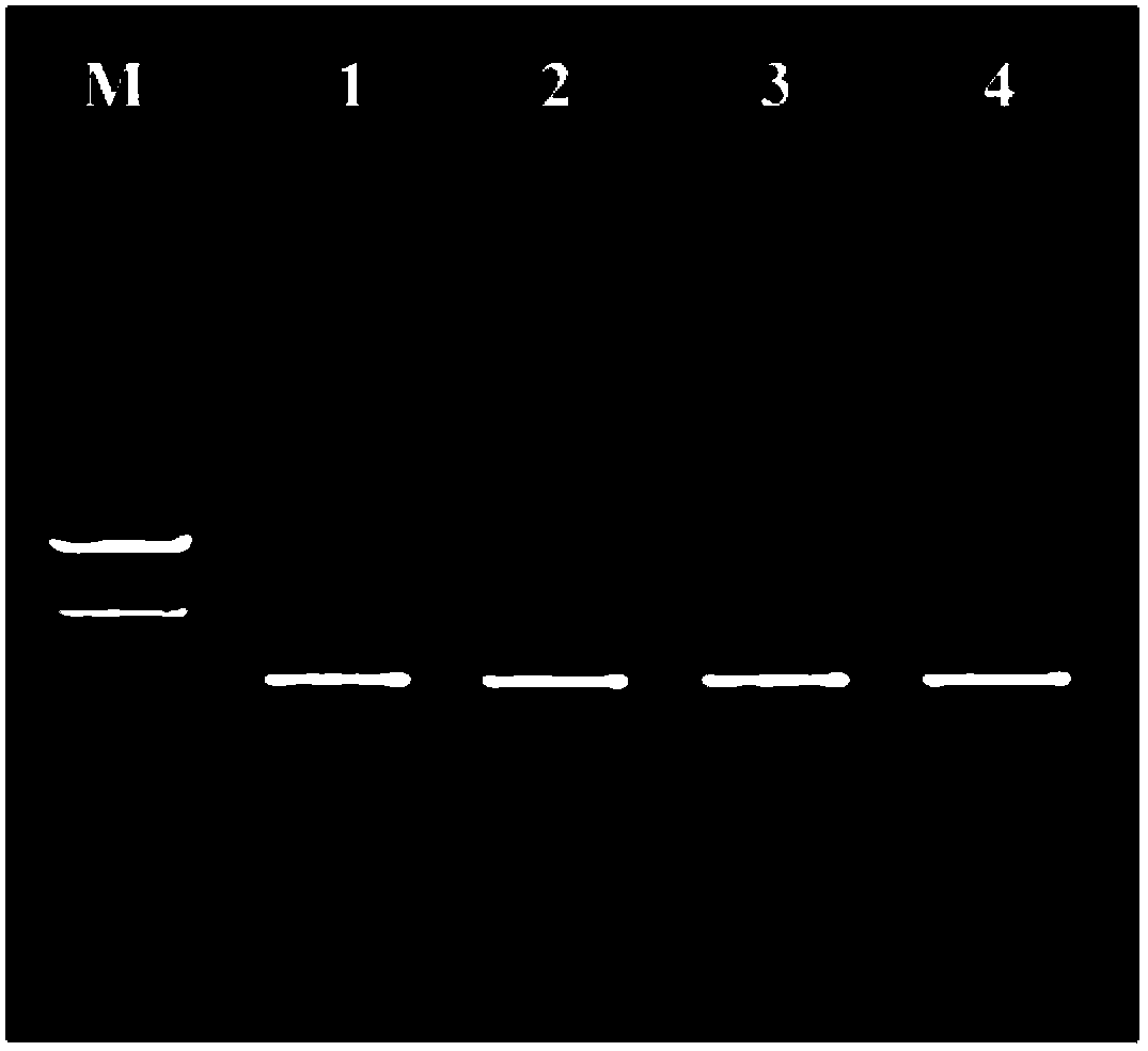 Composite for preservation of human saliva and preparation method thereof