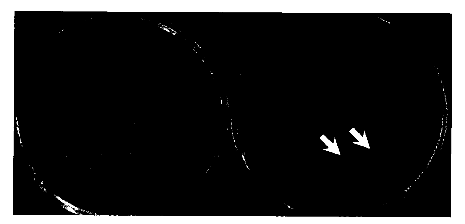 Hydrogen production associated protein, coding genes thereof and application thereof