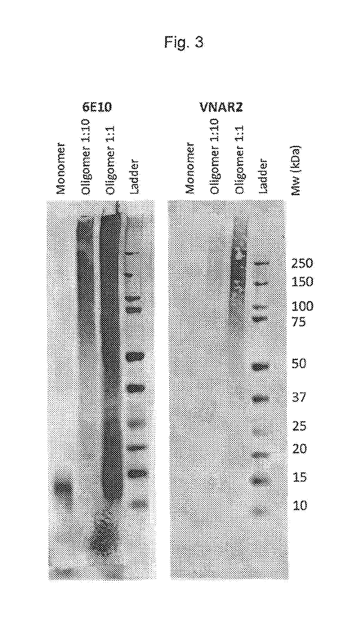 Novel amyloid beta oligomer specific binding molecule