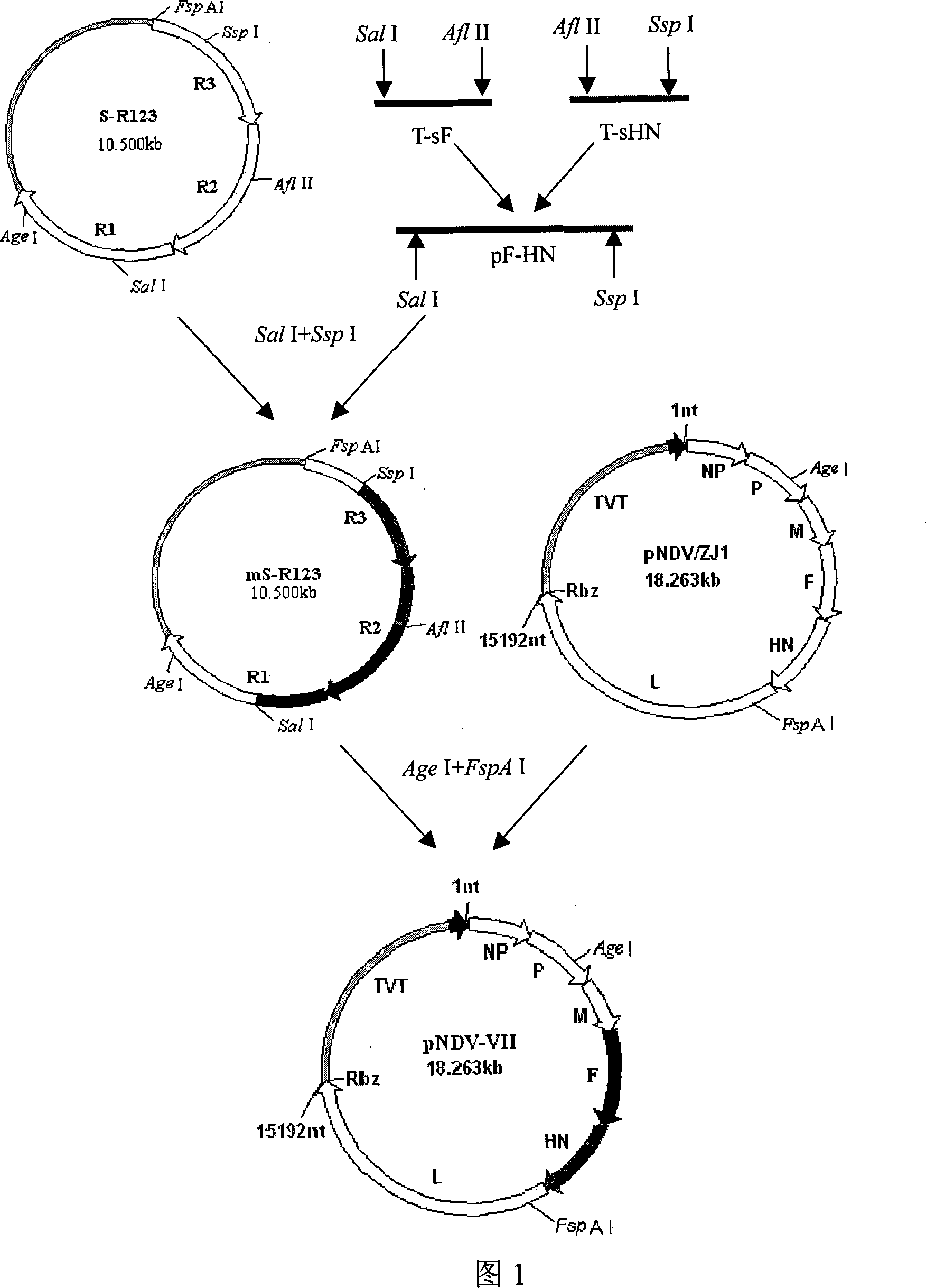 Gene ó¸ type new castle disease virus weakening strain A-NDV-ó¸ and construction method thereof