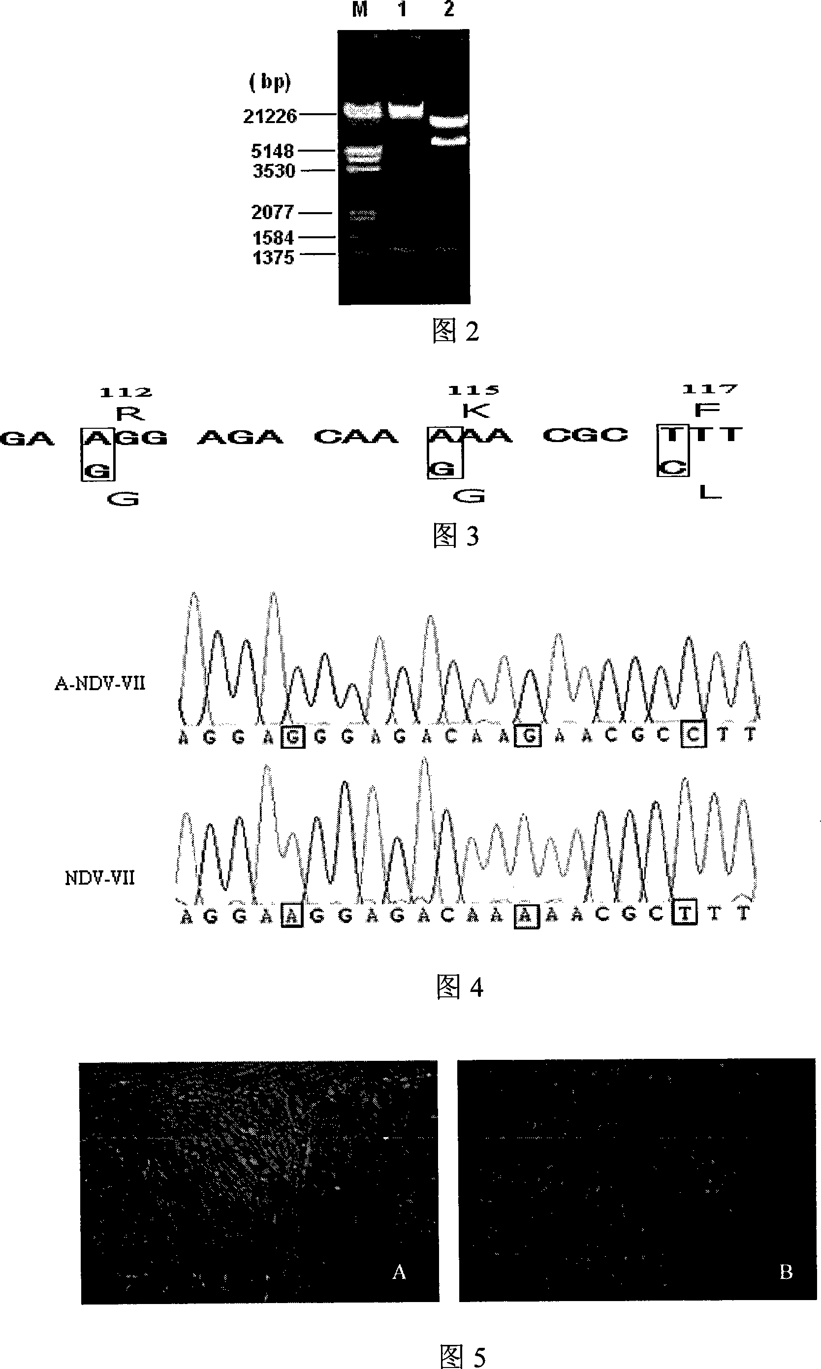 Gene ó¸ type new castle disease virus weakening strain A-NDV-ó¸ and construction method thereof