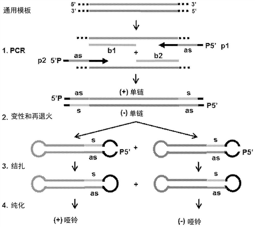 Method for generating dumbbell-shaped DNA vector