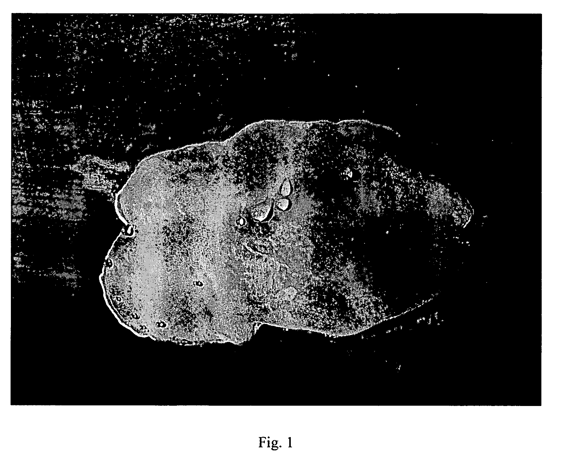 Culture method of antrodia camphorata