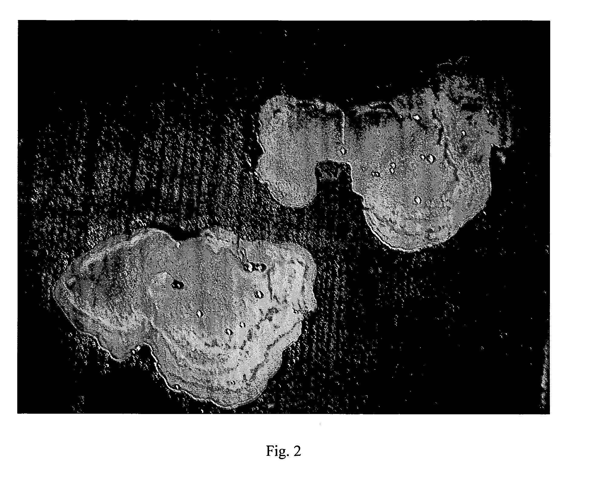 Culture method of antrodia camphorata