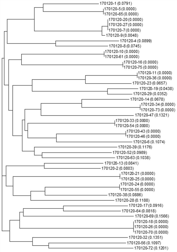 EV71 single-stranded DNA aptamer and chemiluminescent detection kit for detecting enterovirus 71 using double aptamers