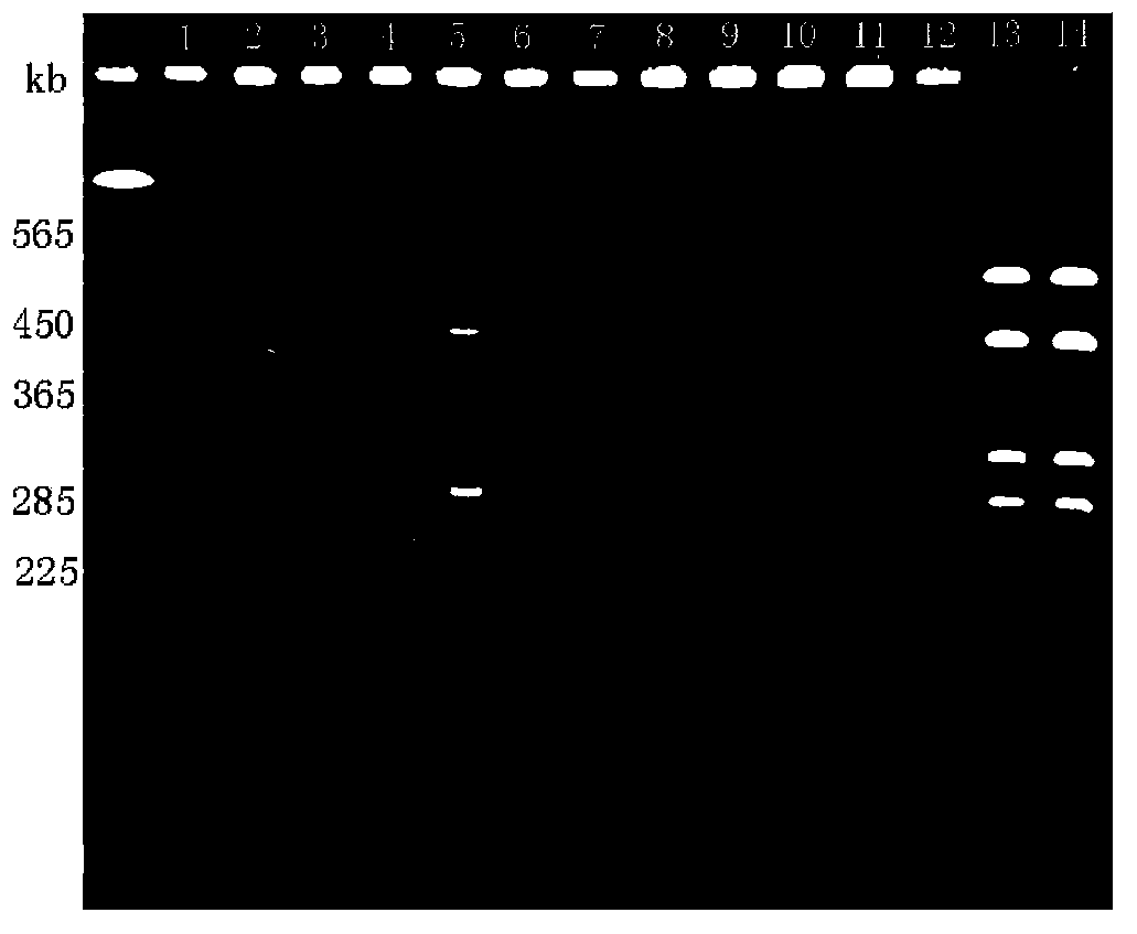 A rapid typing method for fish-derived streptococci by pulsed-field gel electrophoresis