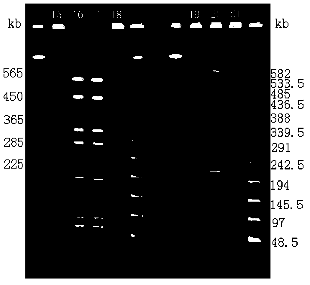 A rapid typing method for fish-derived streptococci by pulsed-field gel electrophoresis