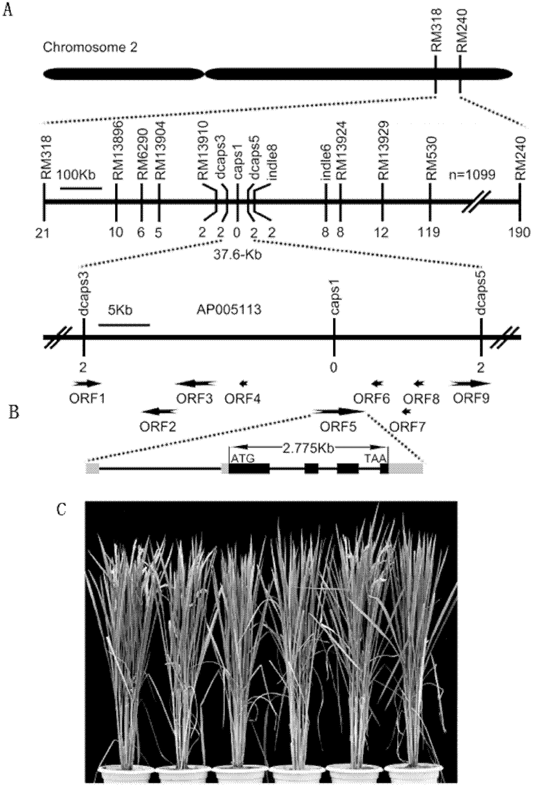 Set of DTH2 genes for controlling heading stage of paddy rice and haplotypes and application thereof