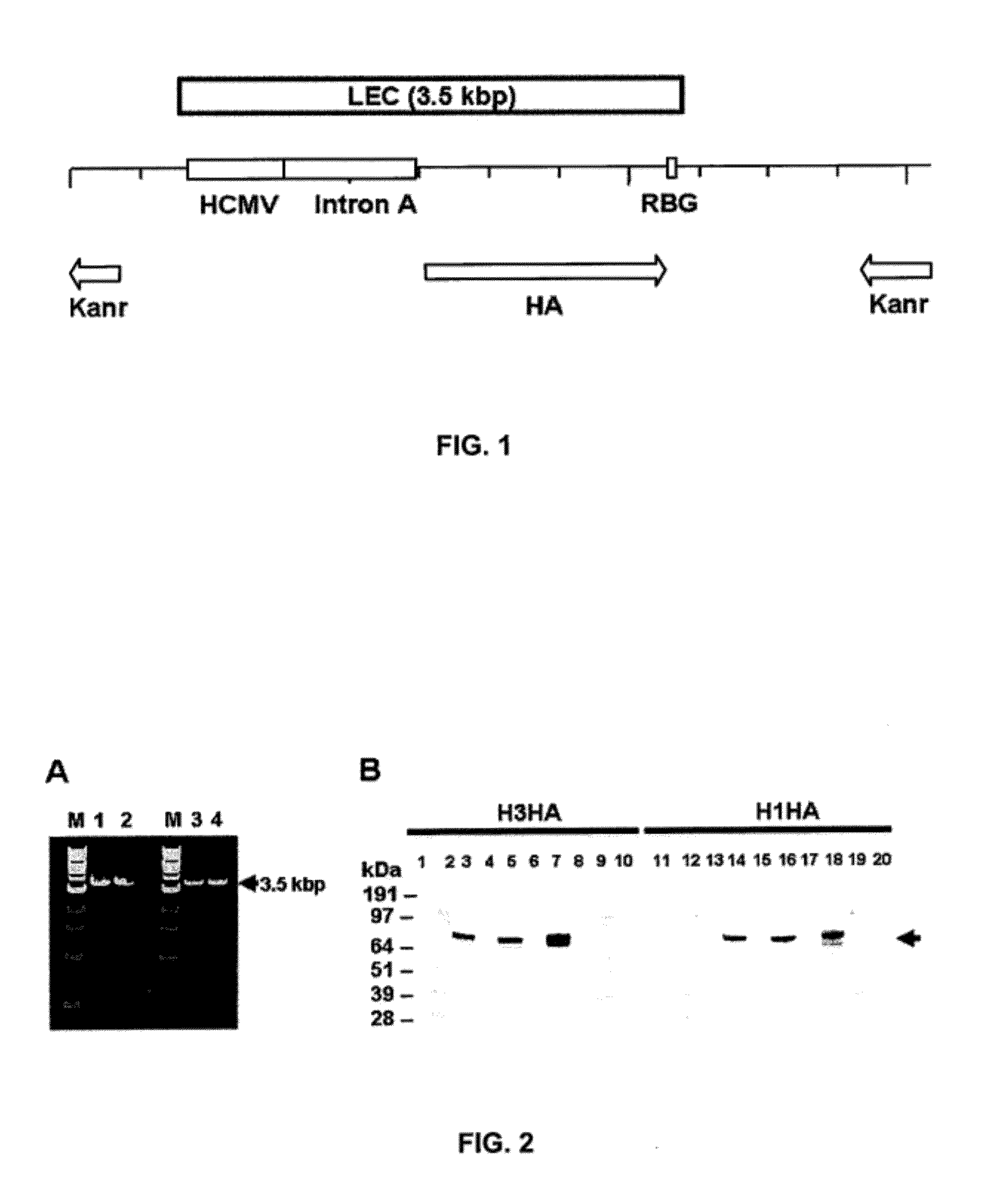 Linear expression cassette vaccines