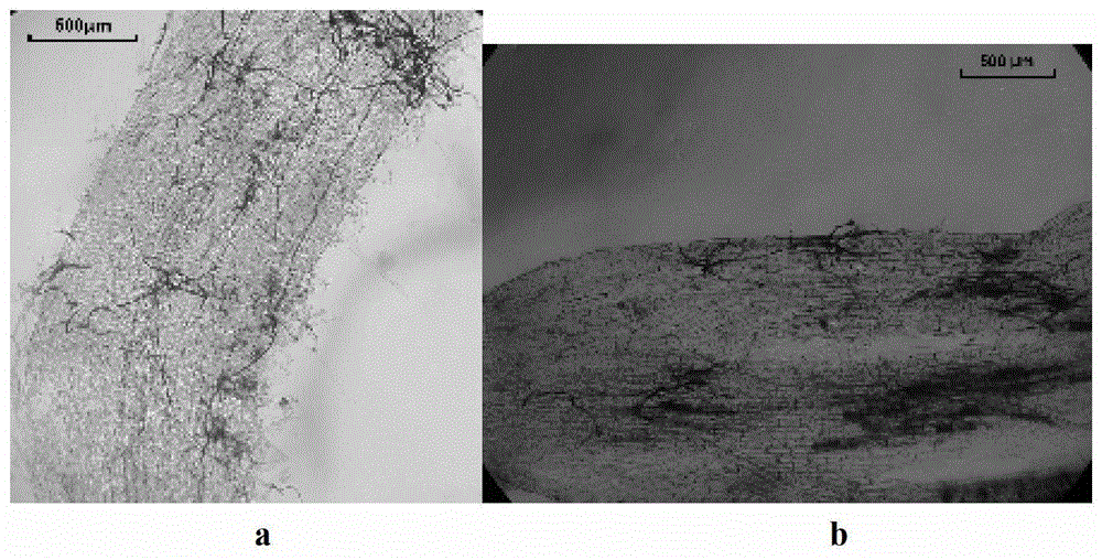 A Fast and Efficient Method for Staining Arbuscular Mycorrhizal Fungi