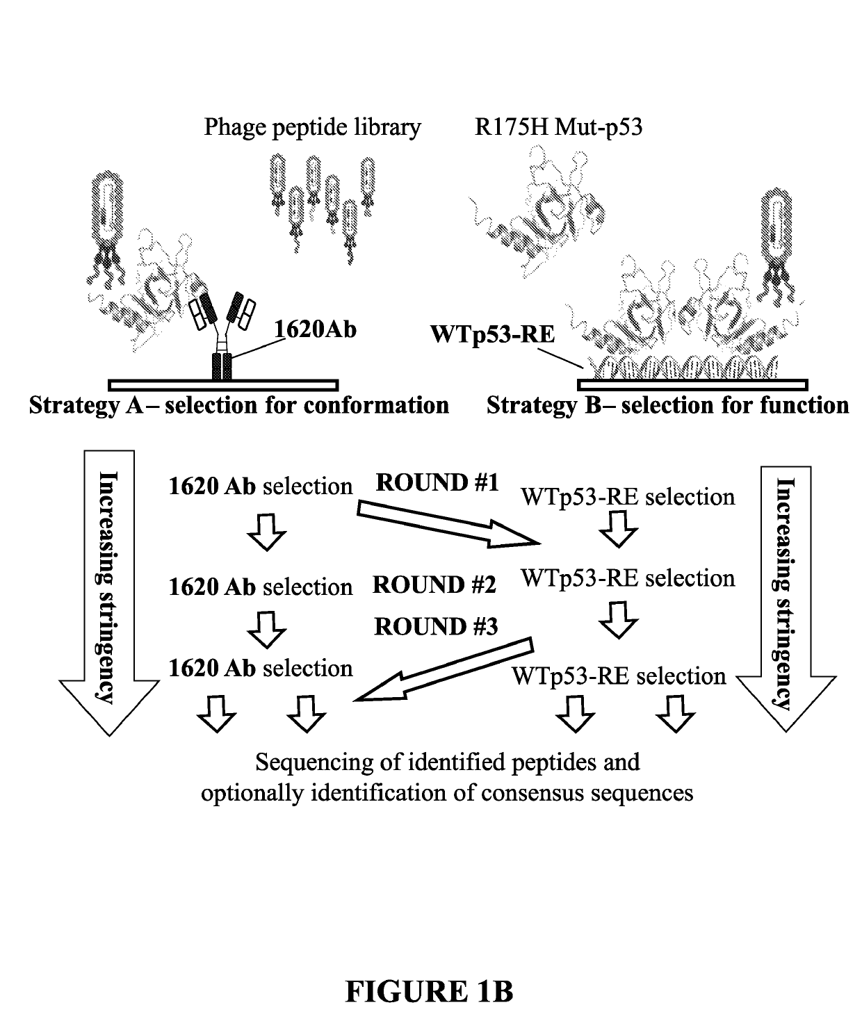 Peptides capable of reactivating p53 mutants