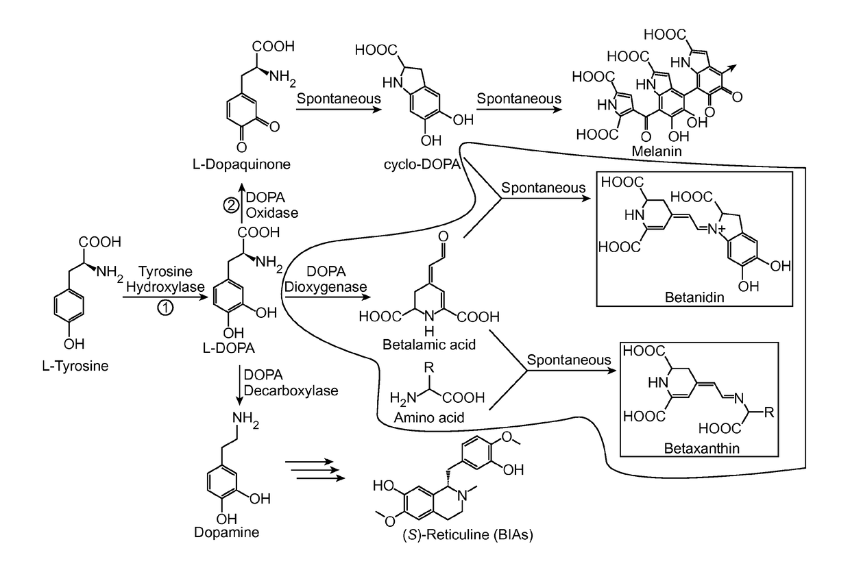 Tyrosine hydroxylase variants and methods of use thereof