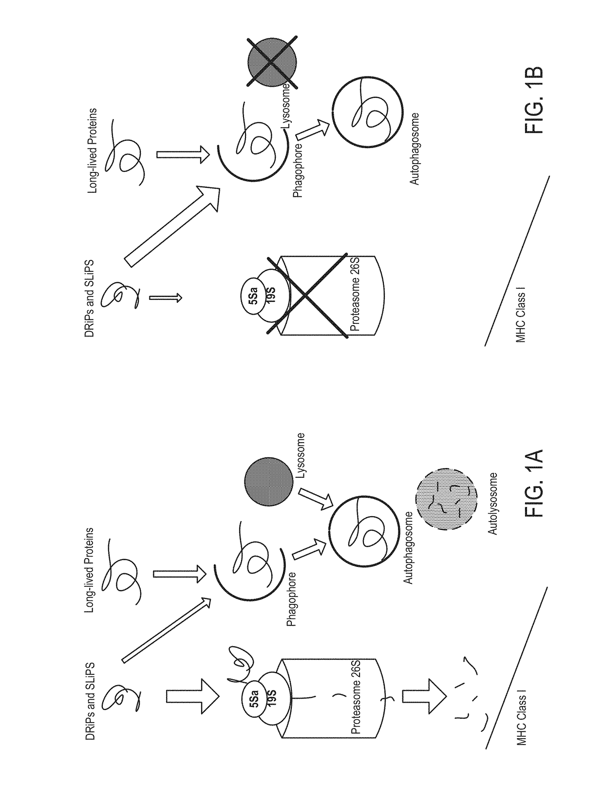 Ubiquitinylated proteins