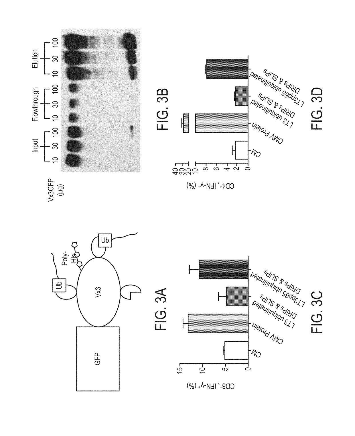 Ubiquitinylated proteins