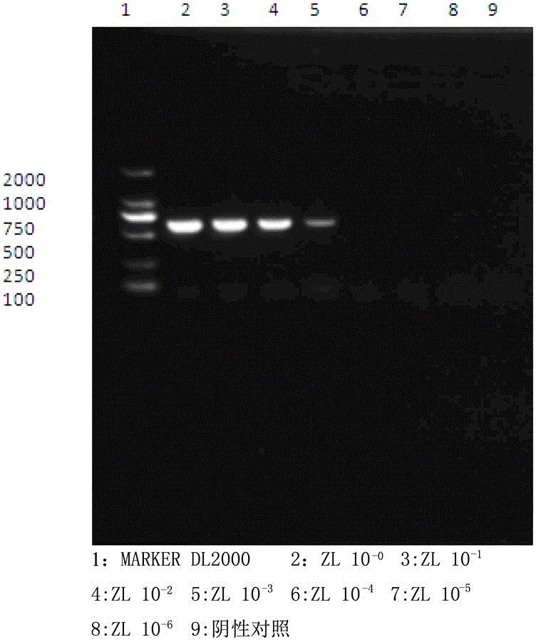 Primer pair and kit for detecting duck adenovirus II type