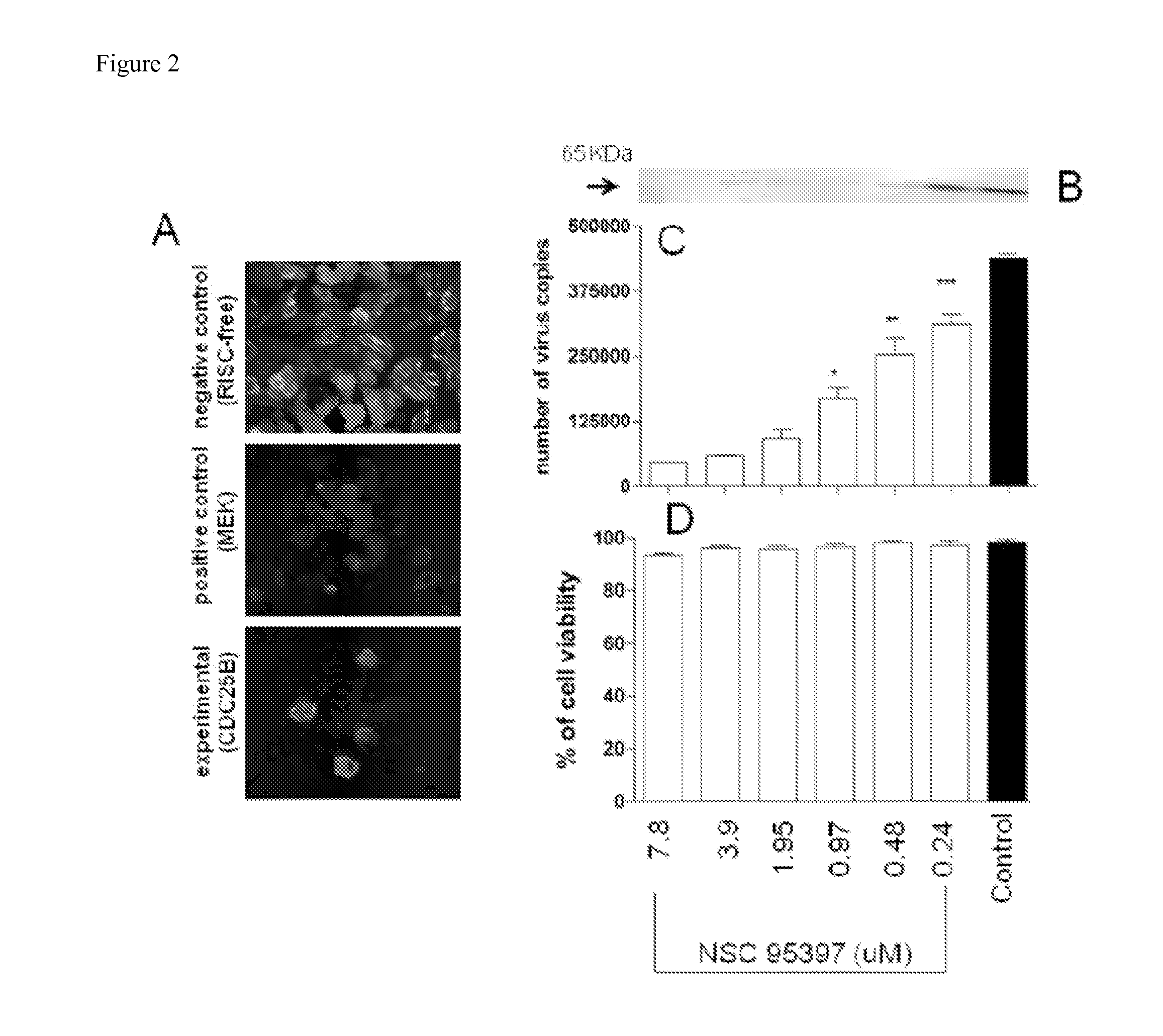 Methods for Inhibiting Virus Replication