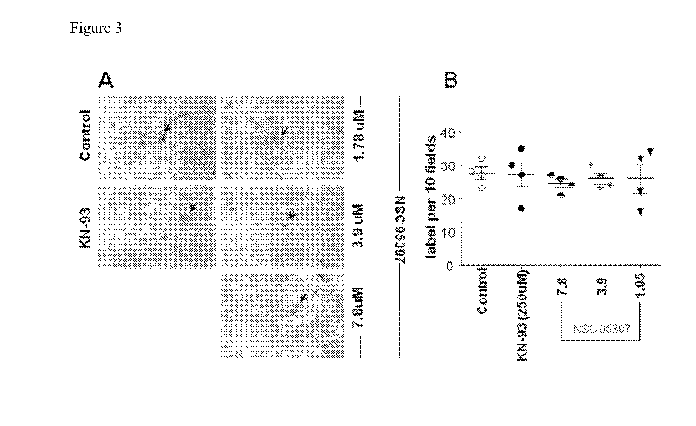 Methods for Inhibiting Virus Replication