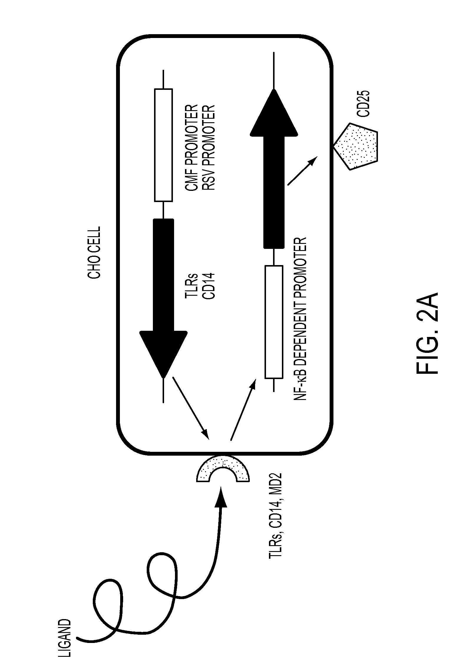 Use of biological surfactant as Anti-inflammatory agent and tissue preservative solution