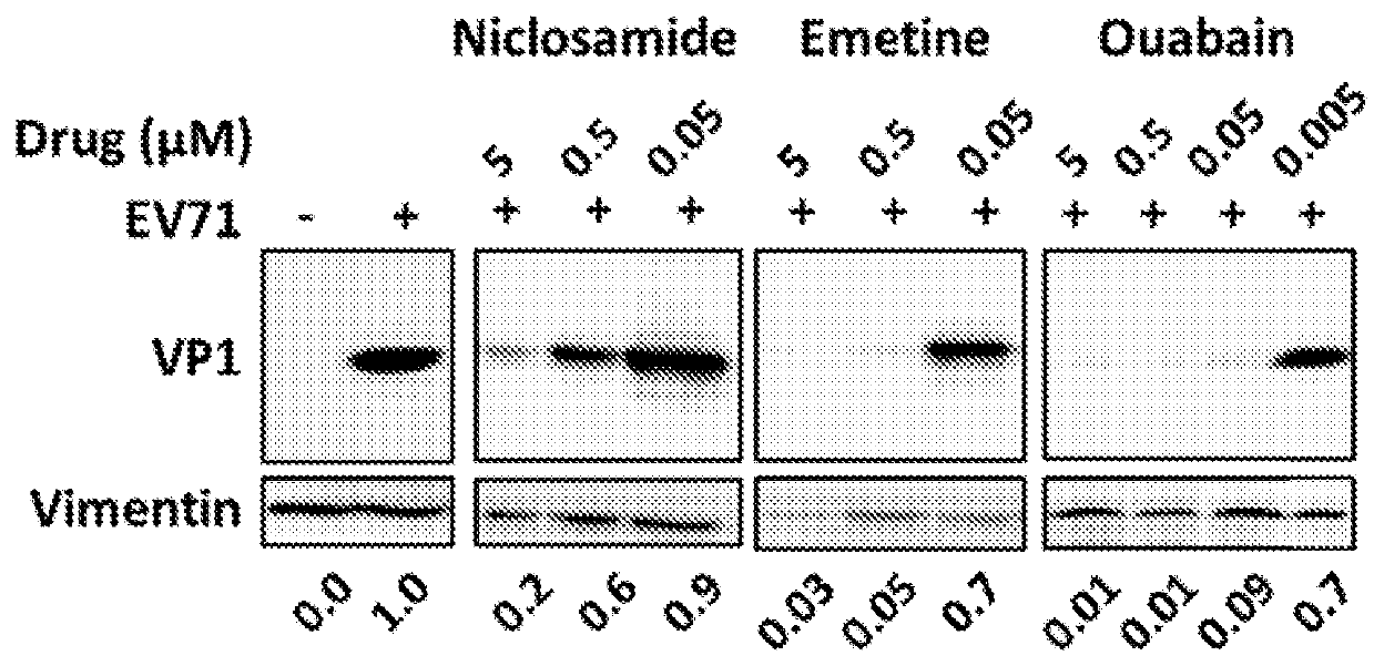 Combination therapy for ev71 infection