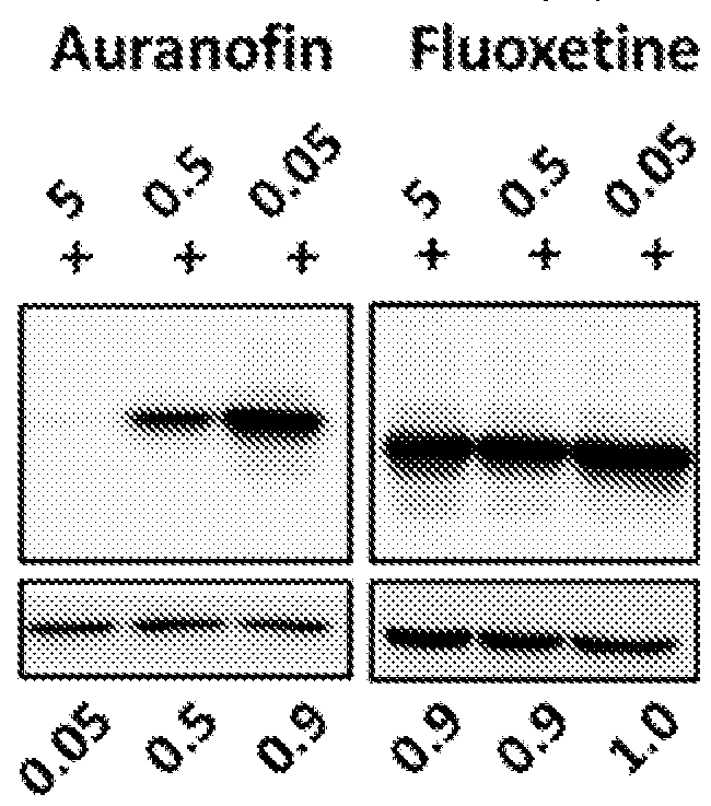 Combination therapy for ev71 infection