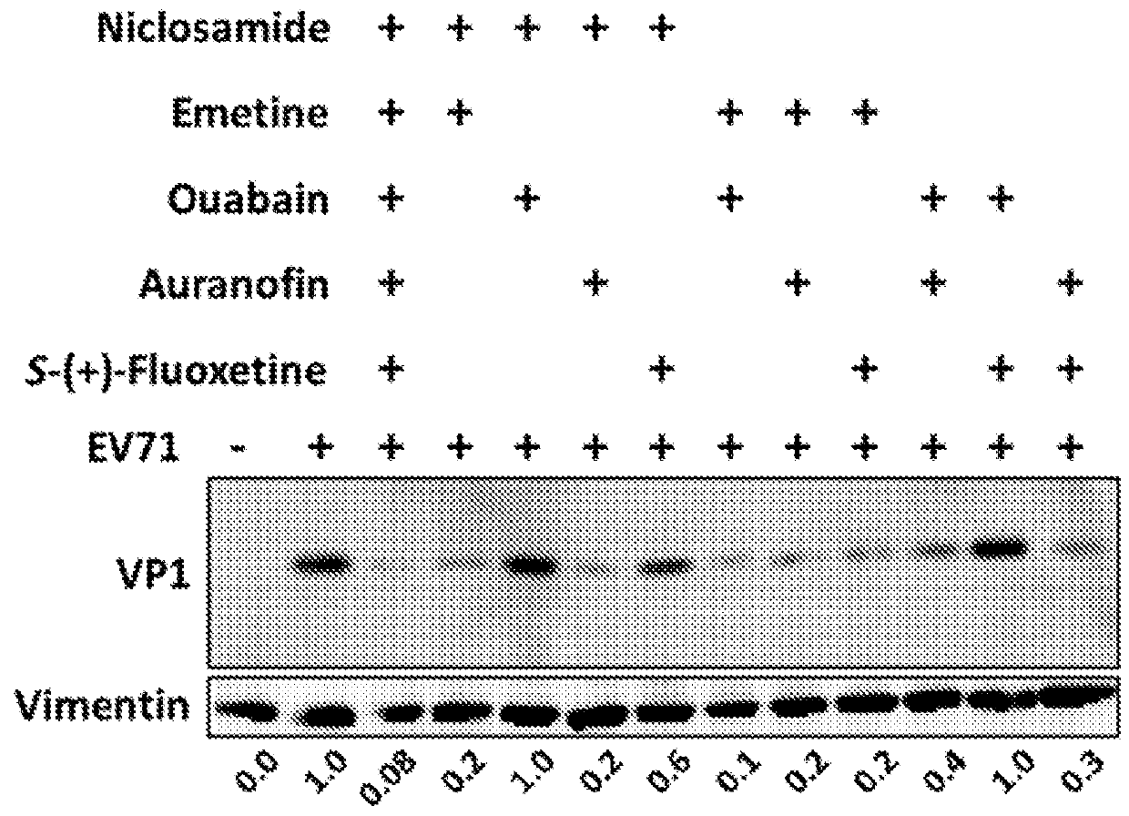 Combination therapy for ev71 infection