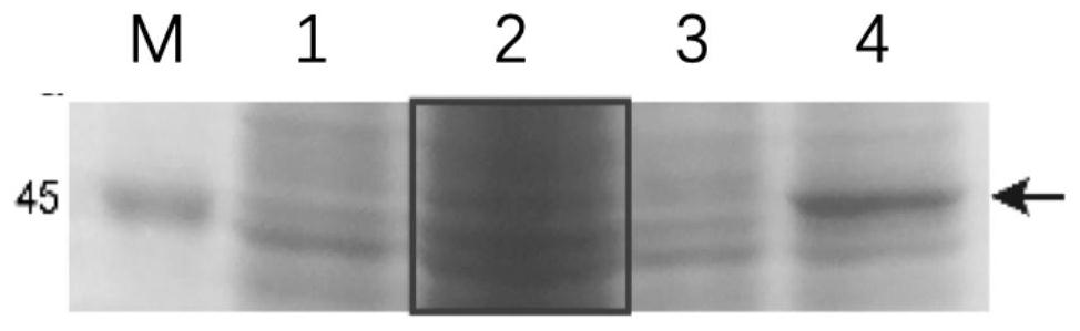 ACPP-anti-p21Ras single-chain antibody fusion protein capable of entering tumor cells and preparation method thereof