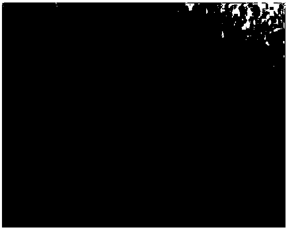 Method for preparing transparent magneto-optic holmium oxide ceramic