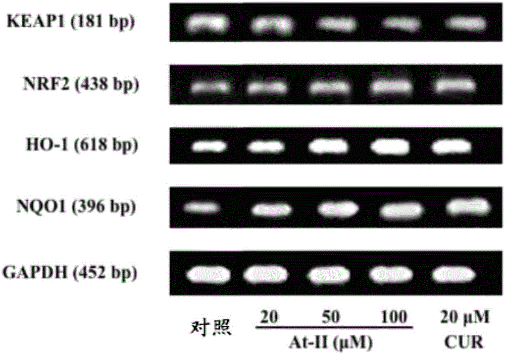 NRF2 activator compound, drugs and new application of atractylenolide II