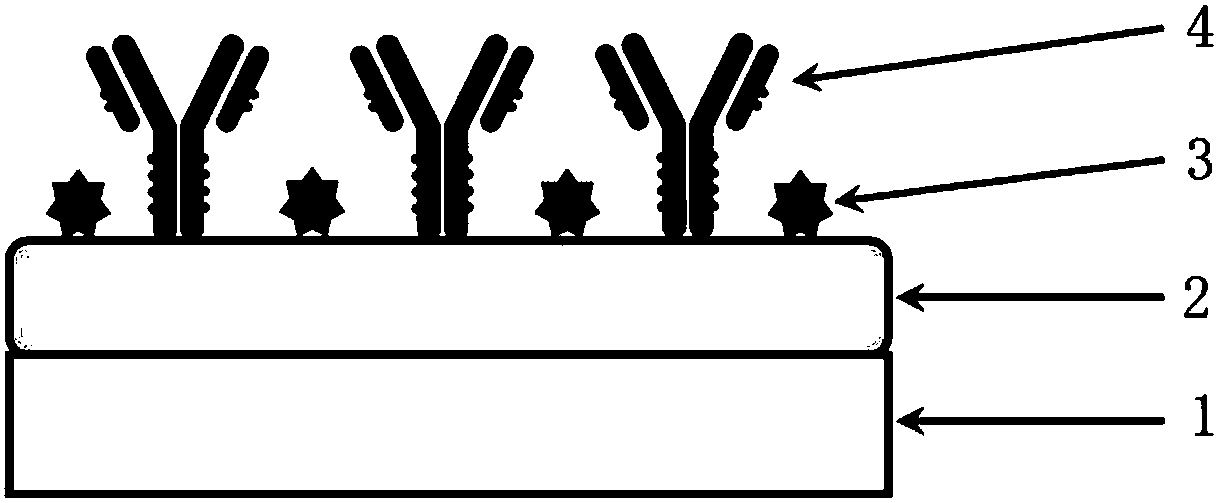 Immunosensor for detecting ZEN (zearalenone) and preparation method thereof