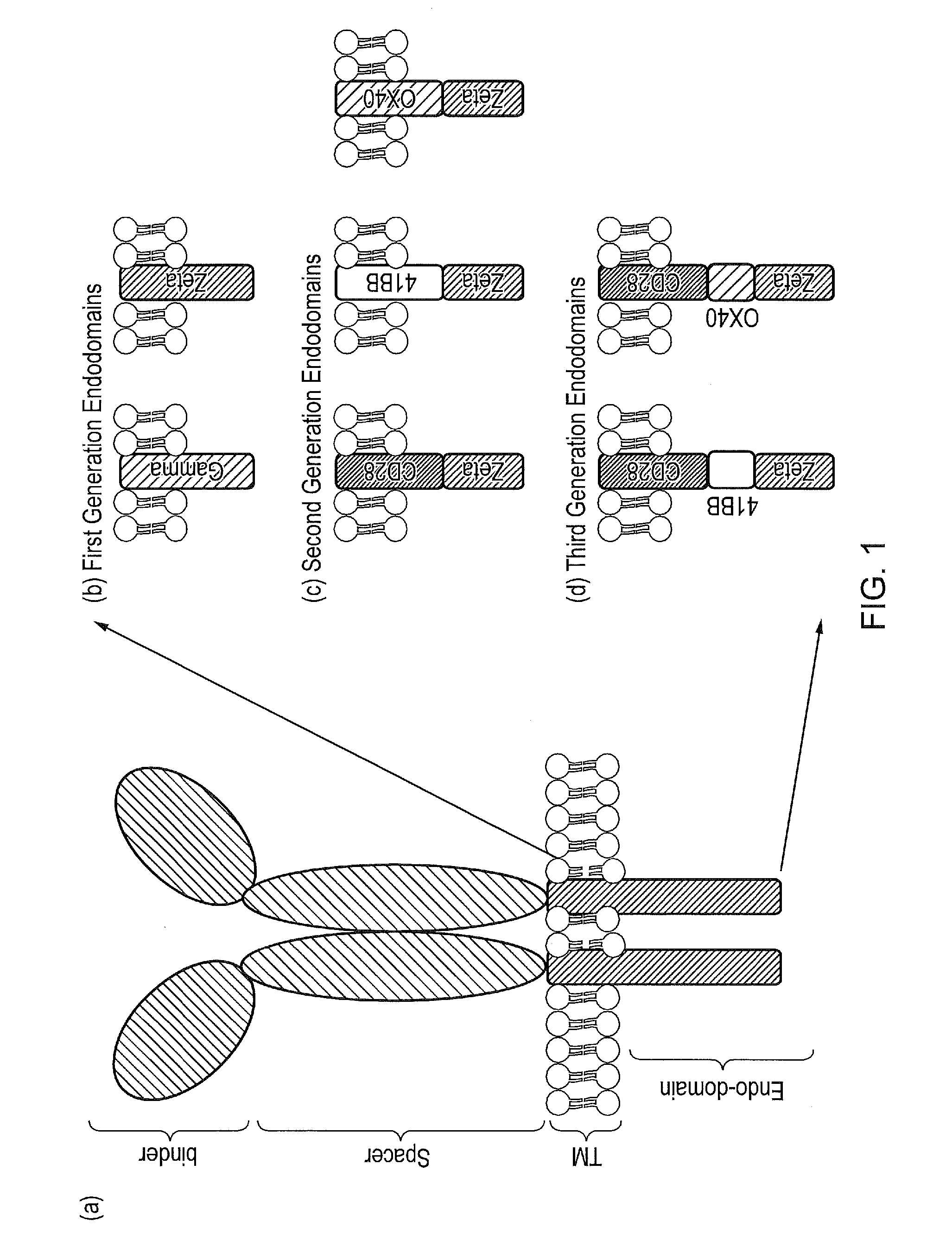 Cell