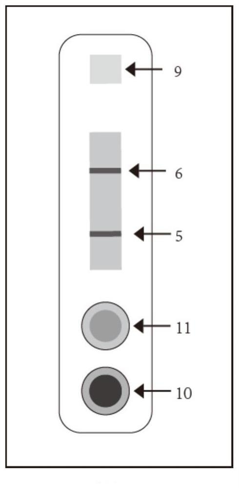 Methylamphetamine detection card capable of preventing urine sample from being counterfeited as well as preparation method and application of methyl amphetamine detection card