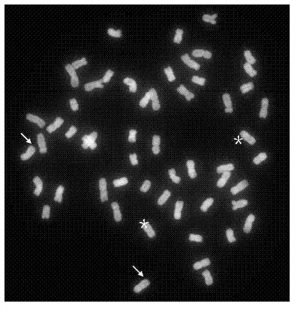 Multicolor fluorescence in situ hybridization (MFISH) method for quickly analyzing and identifying alien chromosome of wheat