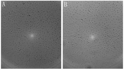 Carp spinal cord cell line and its application