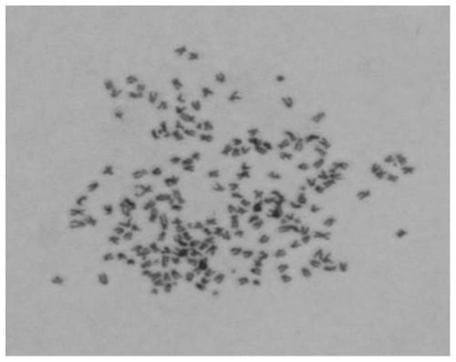 Carp spinal cord cell line and its application