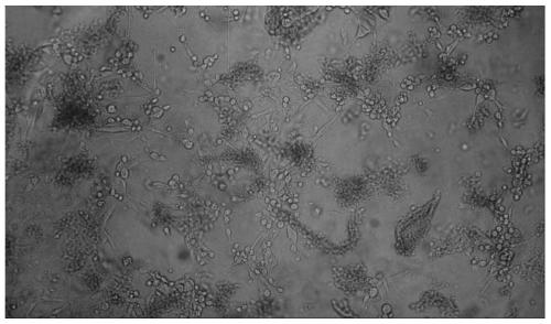 Carp spinal cord cell line and its application