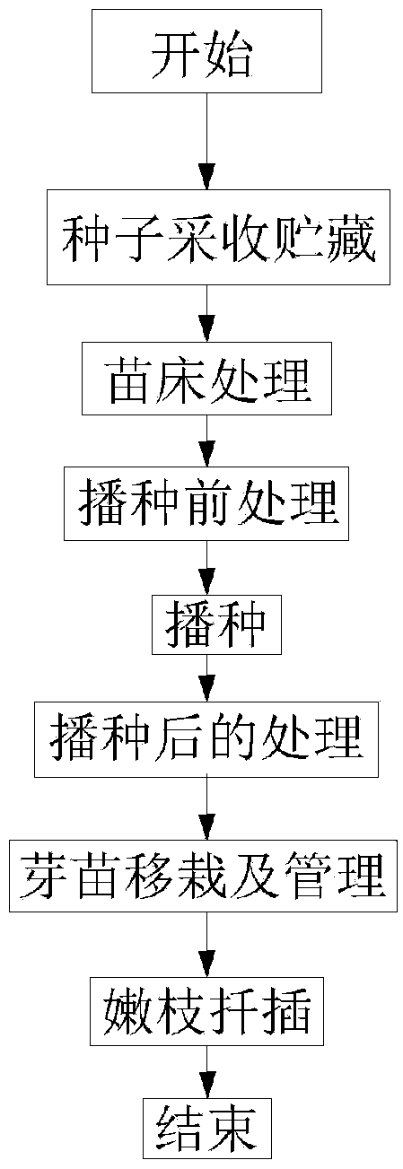 Seedling raising method for ormosia henryi