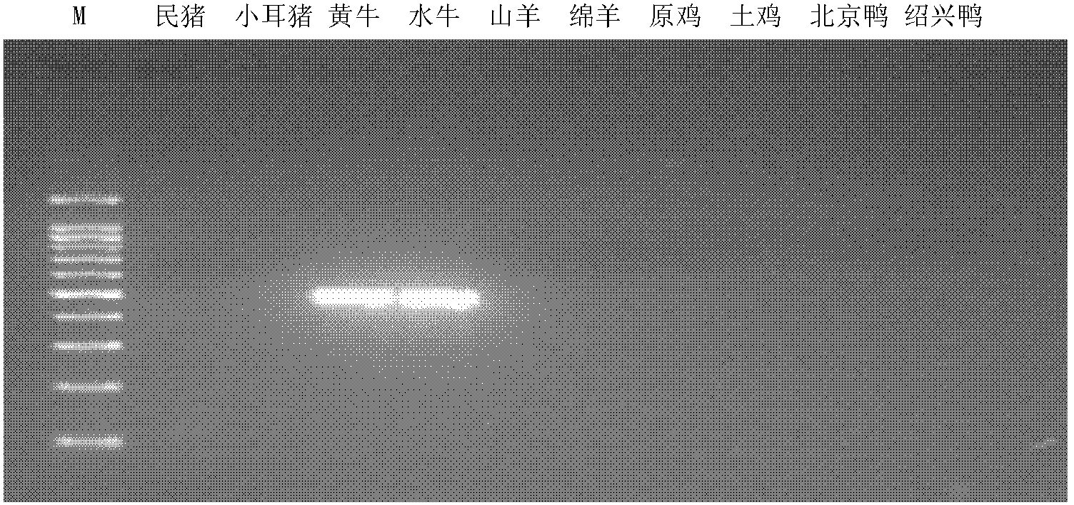 PCR primer pair for identifying or assisting identification of animal tissue / or organ and application thereof