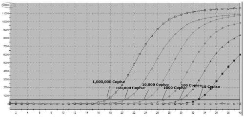 African swine fever virus detection reagent kit for environment samples and detection method