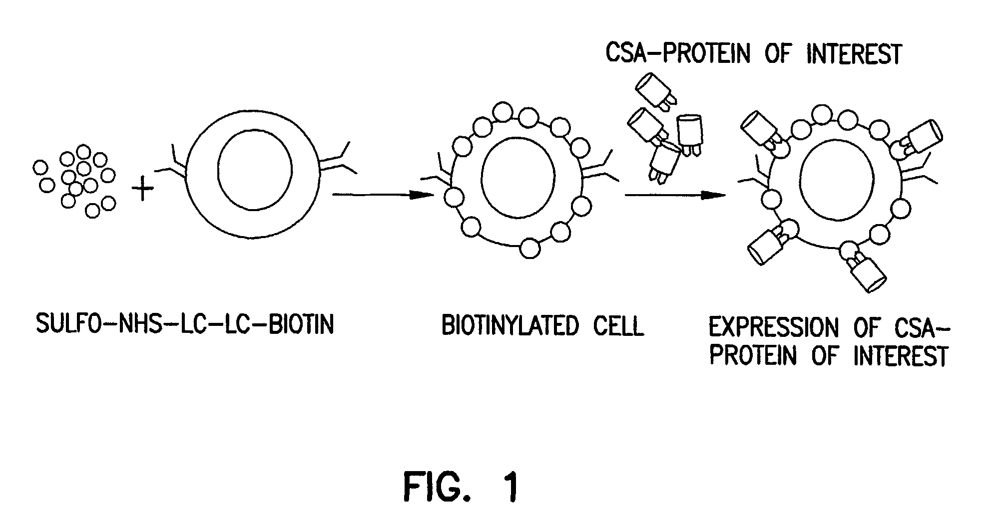 Alteration of cell membrane with B7