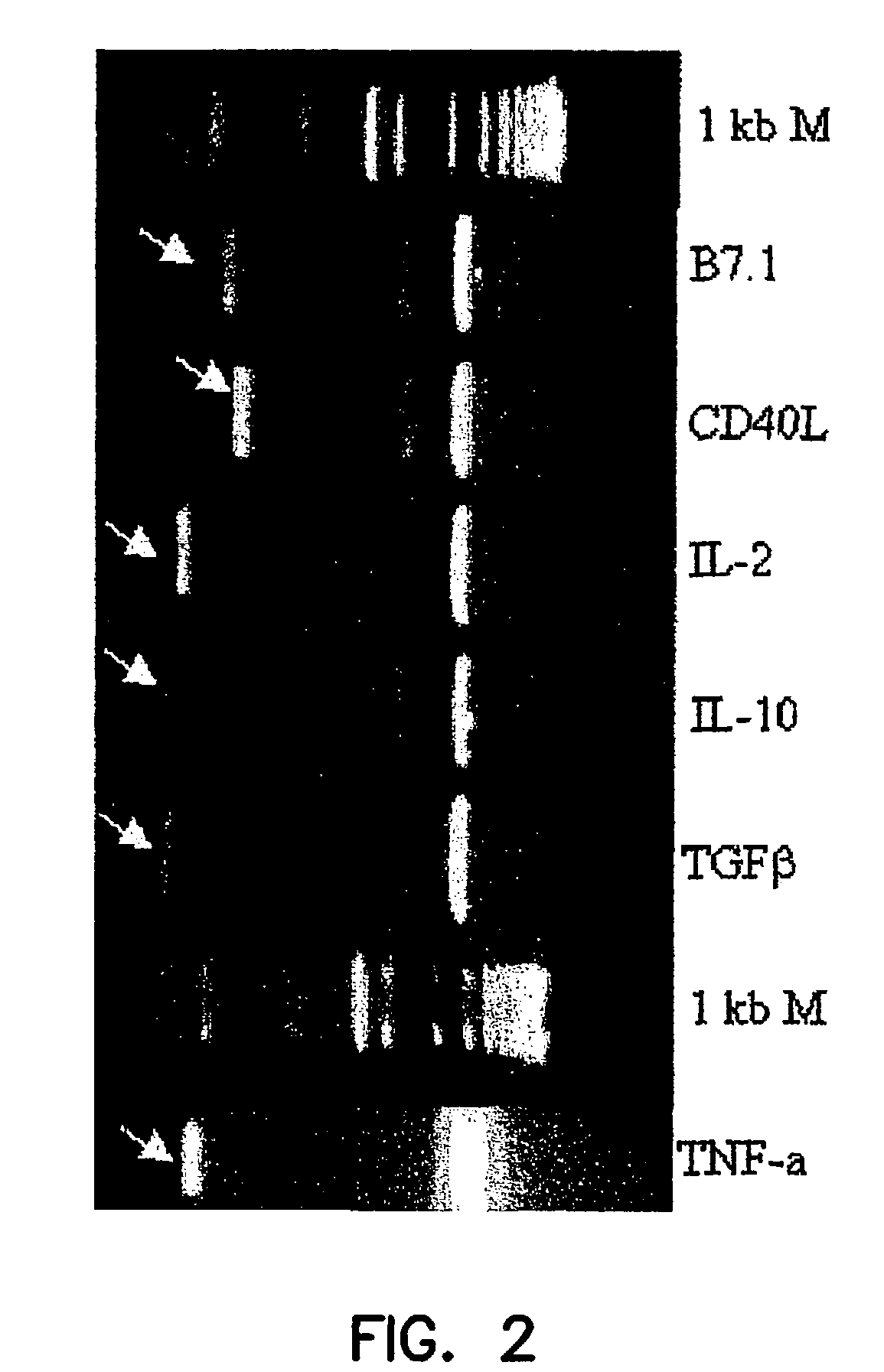 Alteration of cell membrane with B7