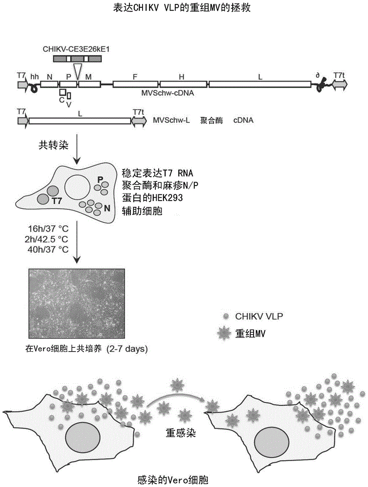 Recombinant measles virus expressing chikungunya virus polypeptides and their applications