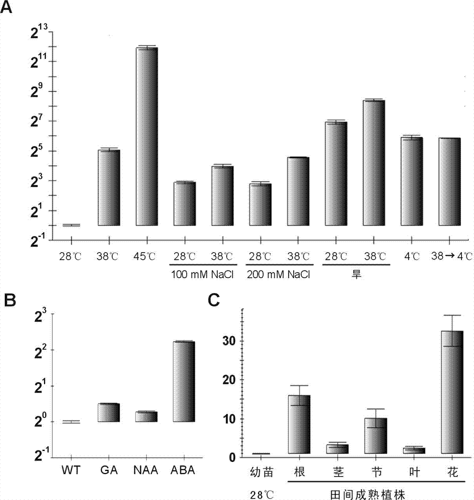 Application of micromolecular heat shock protein gene improving stress resistance of oryza sativa