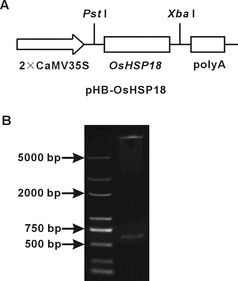 Application of micromolecular heat shock protein gene improving stress resistance of oryza sativa