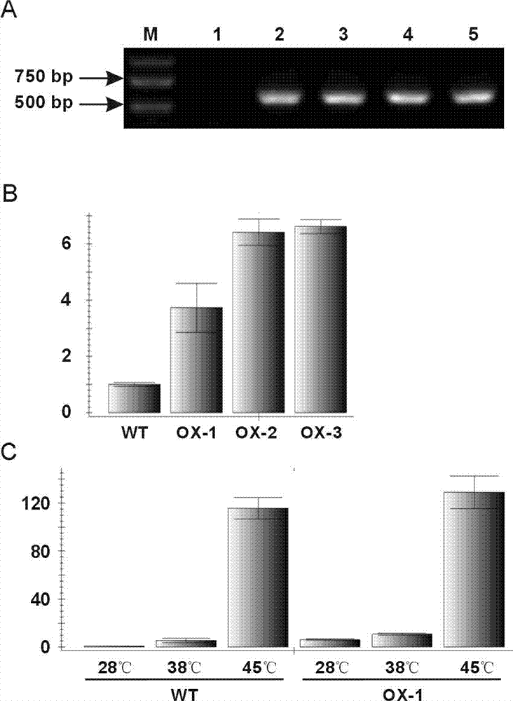 Application of micromolecular heat shock protein gene improving stress resistance of oryza sativa