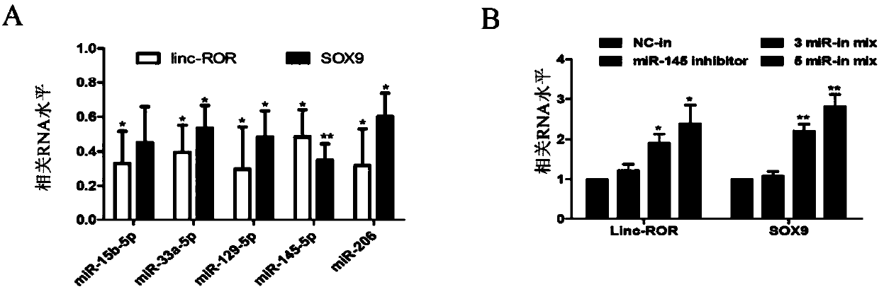 Application of long-chain non-coding RNA-ROR