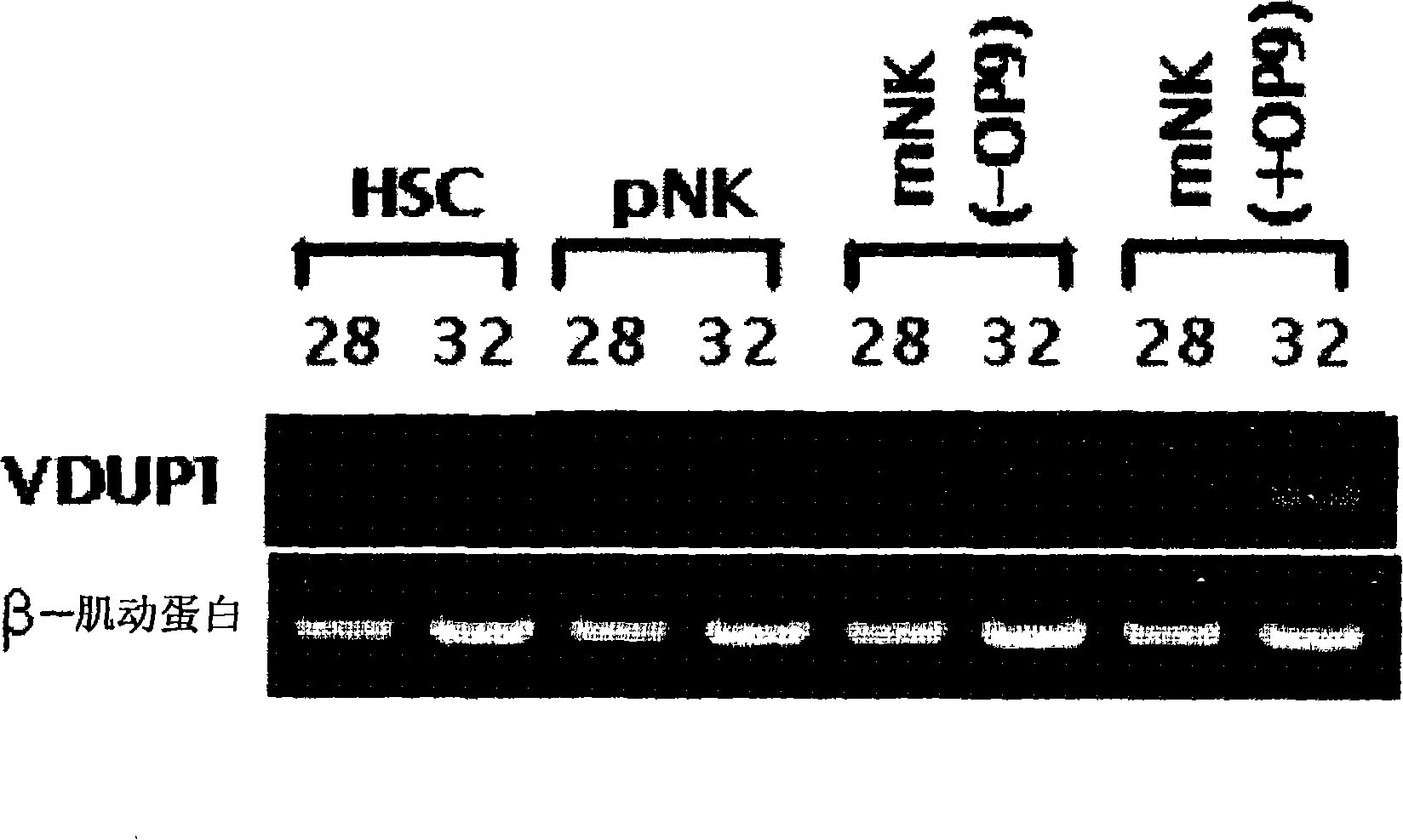 Agent containing VDUP1 protein or its encoding gene for differentiating hemopoietic stem cell into natural killer cell, and method for differentiating hemopoietic stem cell into natural killer cell by